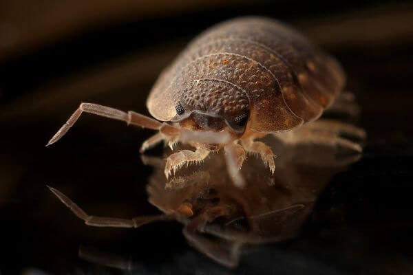 PEST CONTROL ROYSTON, Hertfordshire. Services: Bed Bug Pest Control. Say goodbye to bed bug problems with our customized pest control solutions.