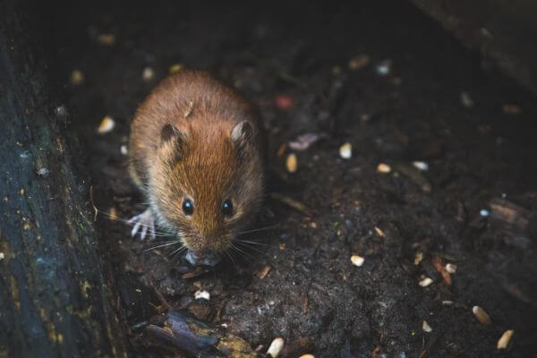 PEST CONTROL ROYSTON, Hertfordshire. Services: Mouse Pest Control. We take a proactive approach to mouse pest control to prevent future infestations from occurring.