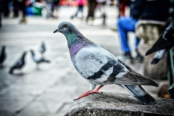 PEST CONTROL ROYSTON, Hertfordshire. Services: Pigeon Pest Control. We offer comprehensive pigeon pest control services to meet your specific needs and budget.